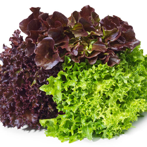 Mix Trio Lettuce